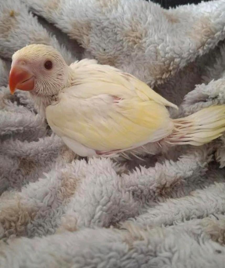 Handtamme baby albino lacewing halsbandparkiet, Dieren en Toebehoren, Vogels | Parkieten en Papegaaien, Geringd