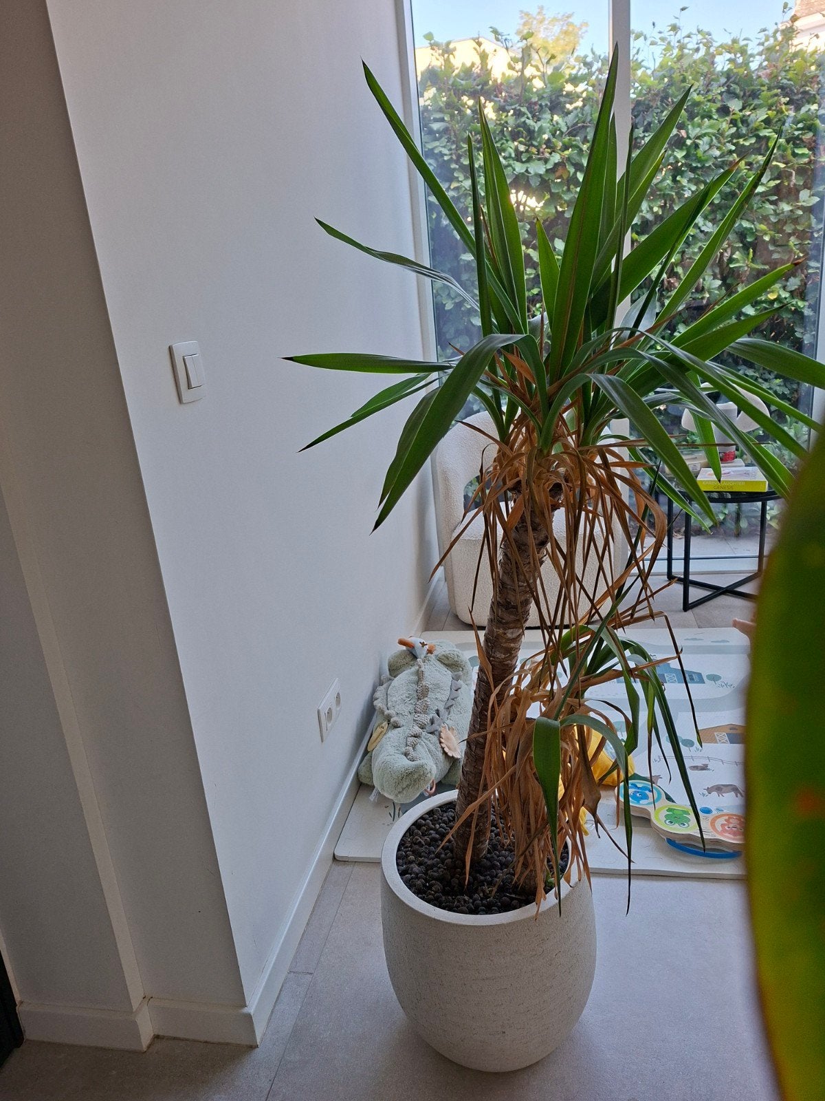 Yucca in exclusieve handgemaakte stenen pot, Ophalen