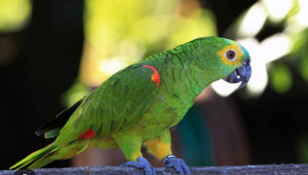 Blauwvoorhoofdamazone handtam., Dieren en Toebehoren