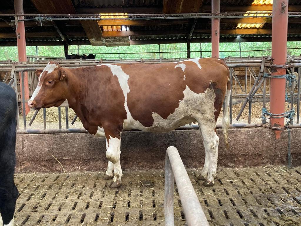Beste drachtige roodbonte stamboekvaarzen te koop,, Animaux & Accessoires, Bovins, Femelle, 0 à 2 ans