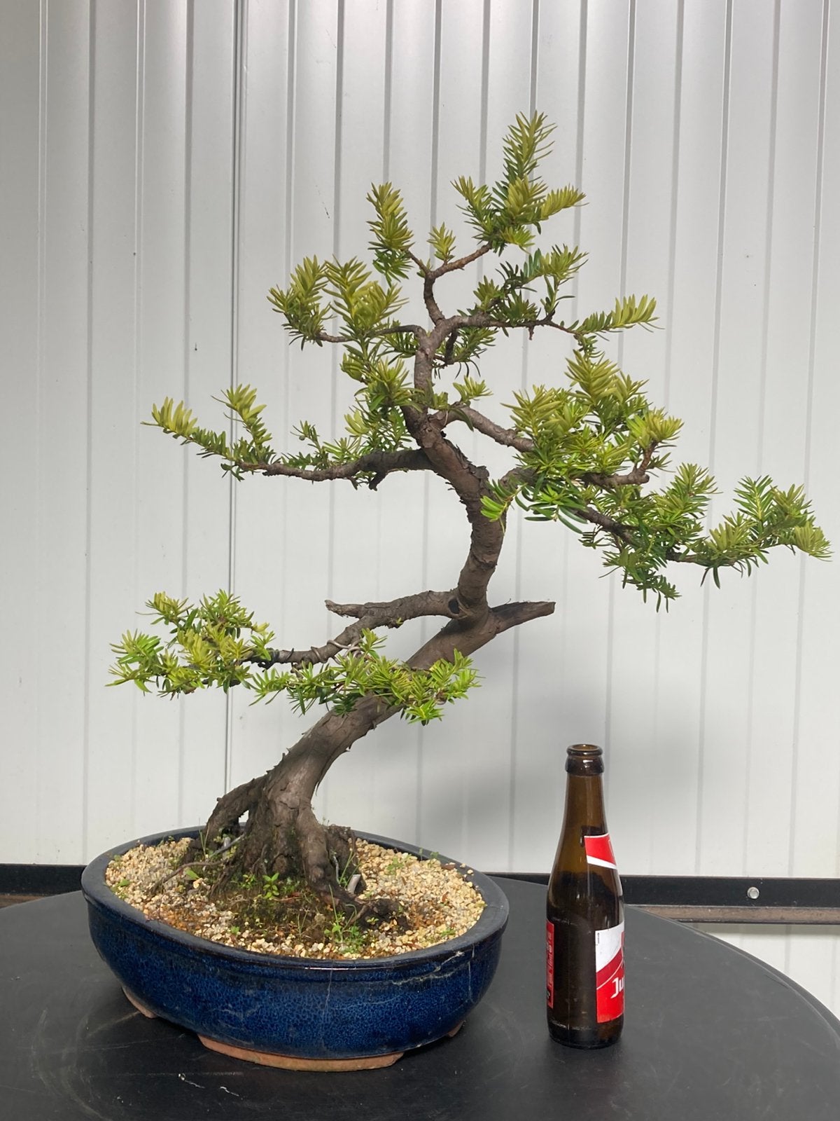 Bonsai taxus, Tuin en Terras, Ophalen