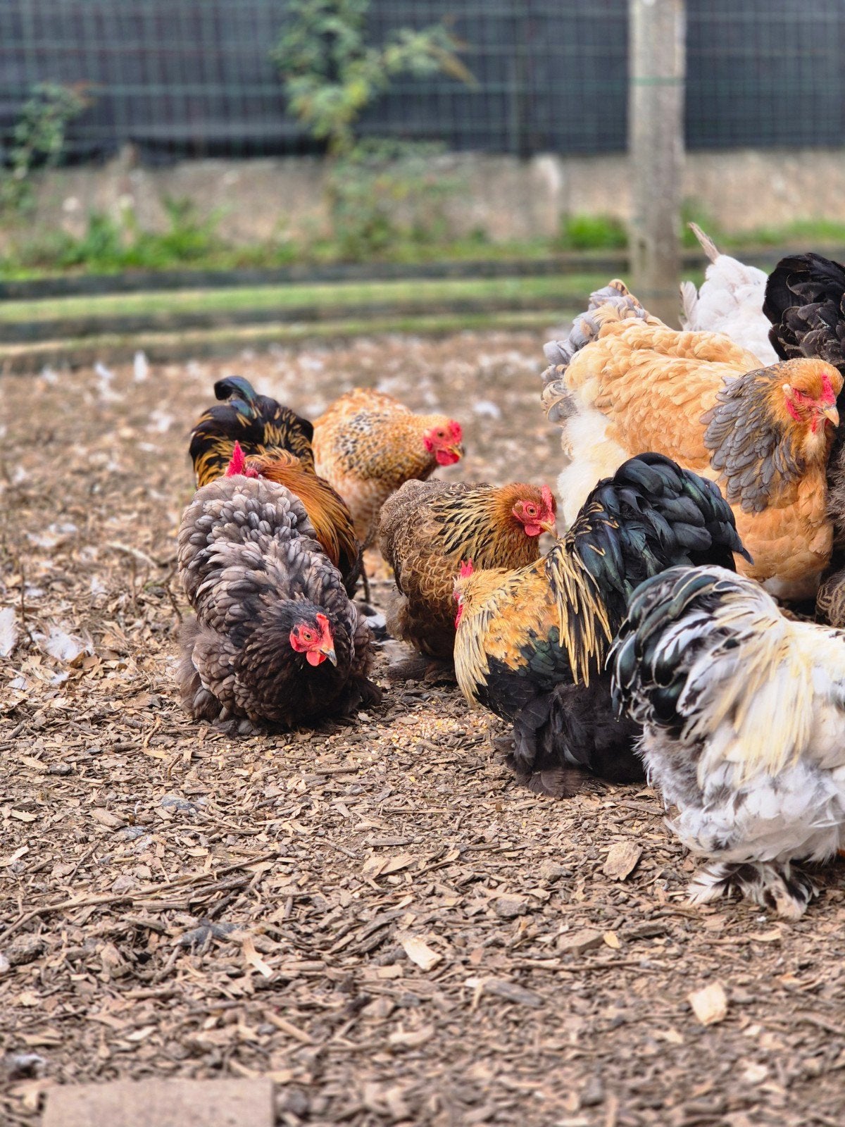 Cochin bantam, poulets, poulets d'ornement