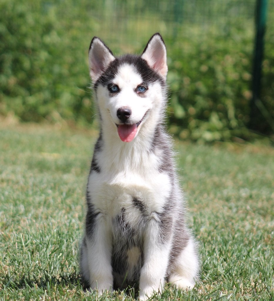 Husky pup, Dieren en Toebehoren, Honden | Poolhonden, Keeshonden en Oertypen, Parvo, België, 8 tot 15 weken, Teef