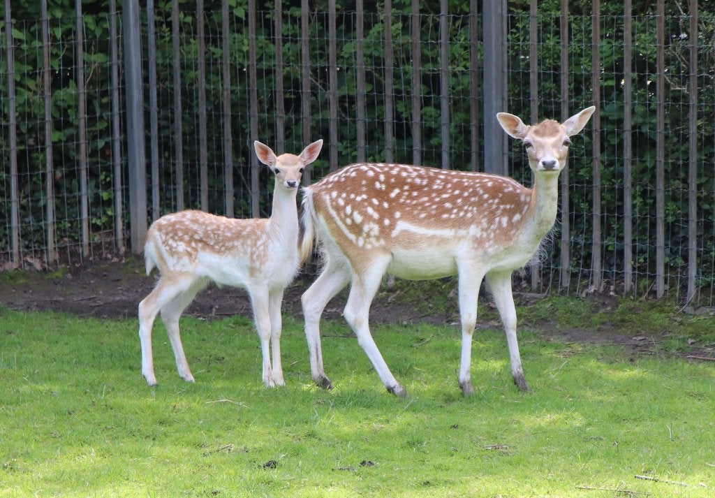 Te koop damherten, Dieren en Toebehoren, Mei, Vrouwelijk