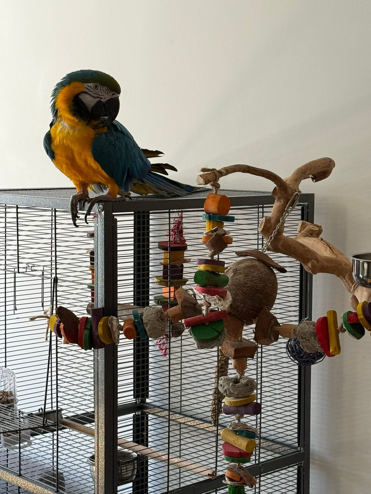 Kot, Dieren en Toebehoren, Vogels | Toebehoren, Ophalen, Zo goed als nieuw, Overige typen