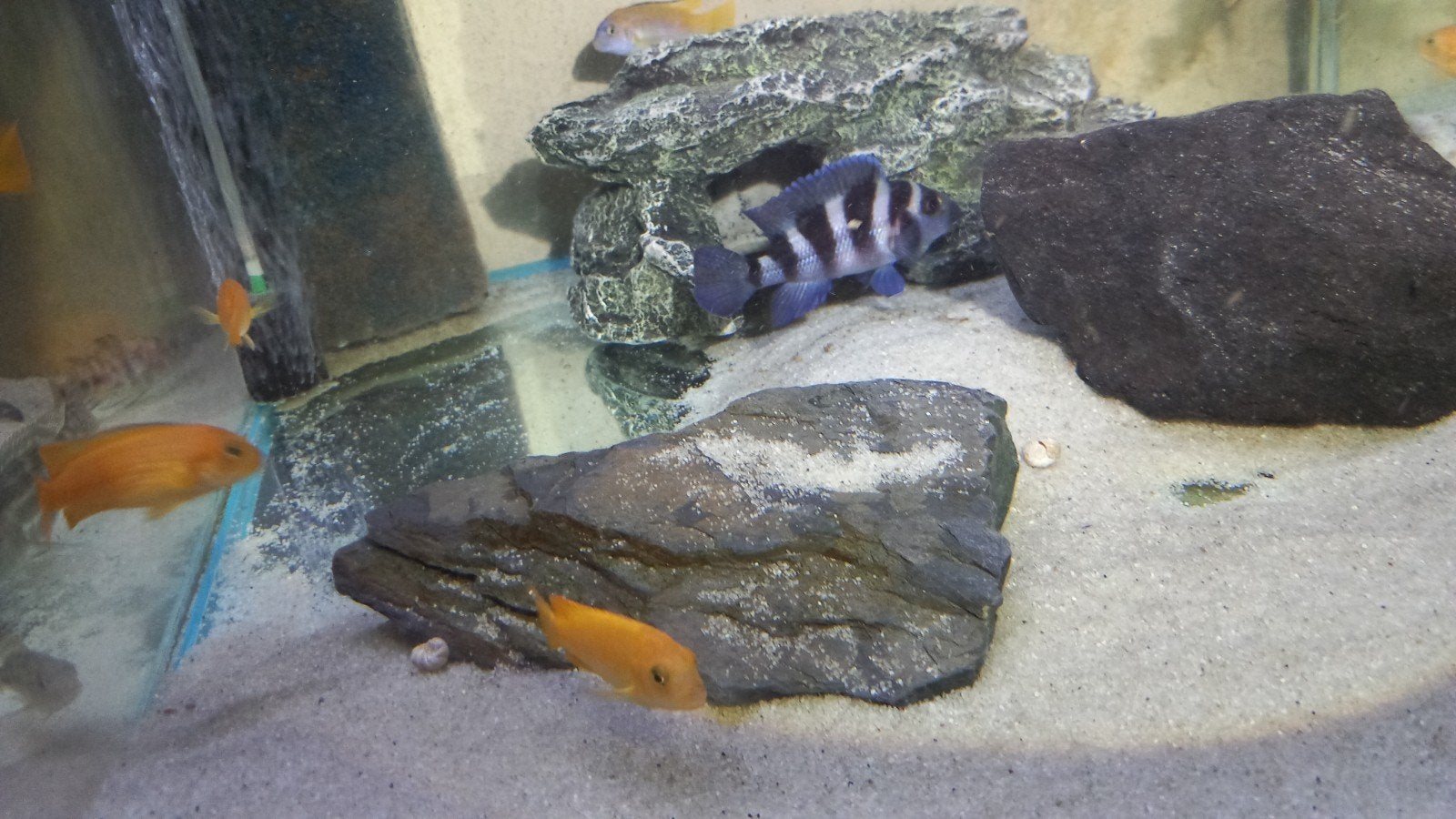 Tangayika et cichlidés américains, Animaux & Accessoires, Poissons | Aquariums & Accessoires, Enlèvement