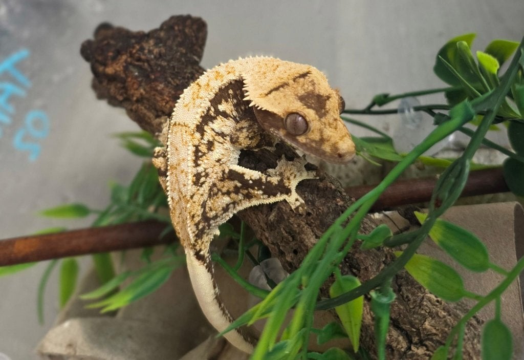 High Coverage Extreme Harlequin wimpergekko vrouw, Lézard, Domestique, 0 à 2 ans