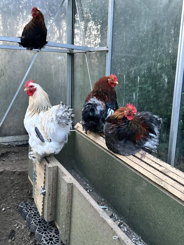 Cochin kriel haantjes, Animaux & Accessoires, Volatiles, Poule ou poulet, Mâle