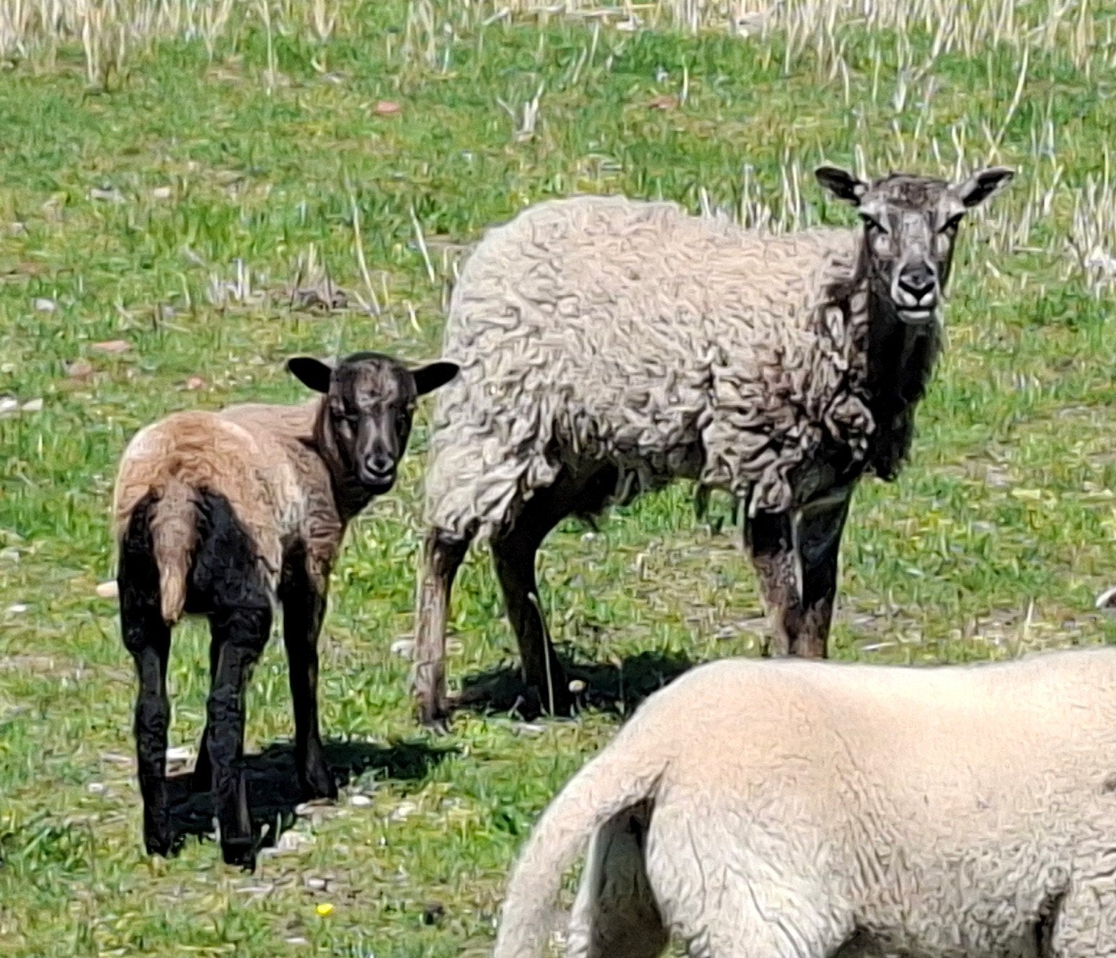Maasduinen schapen, Dieren en Toebehoren, Schapen, Geiten en Varkens