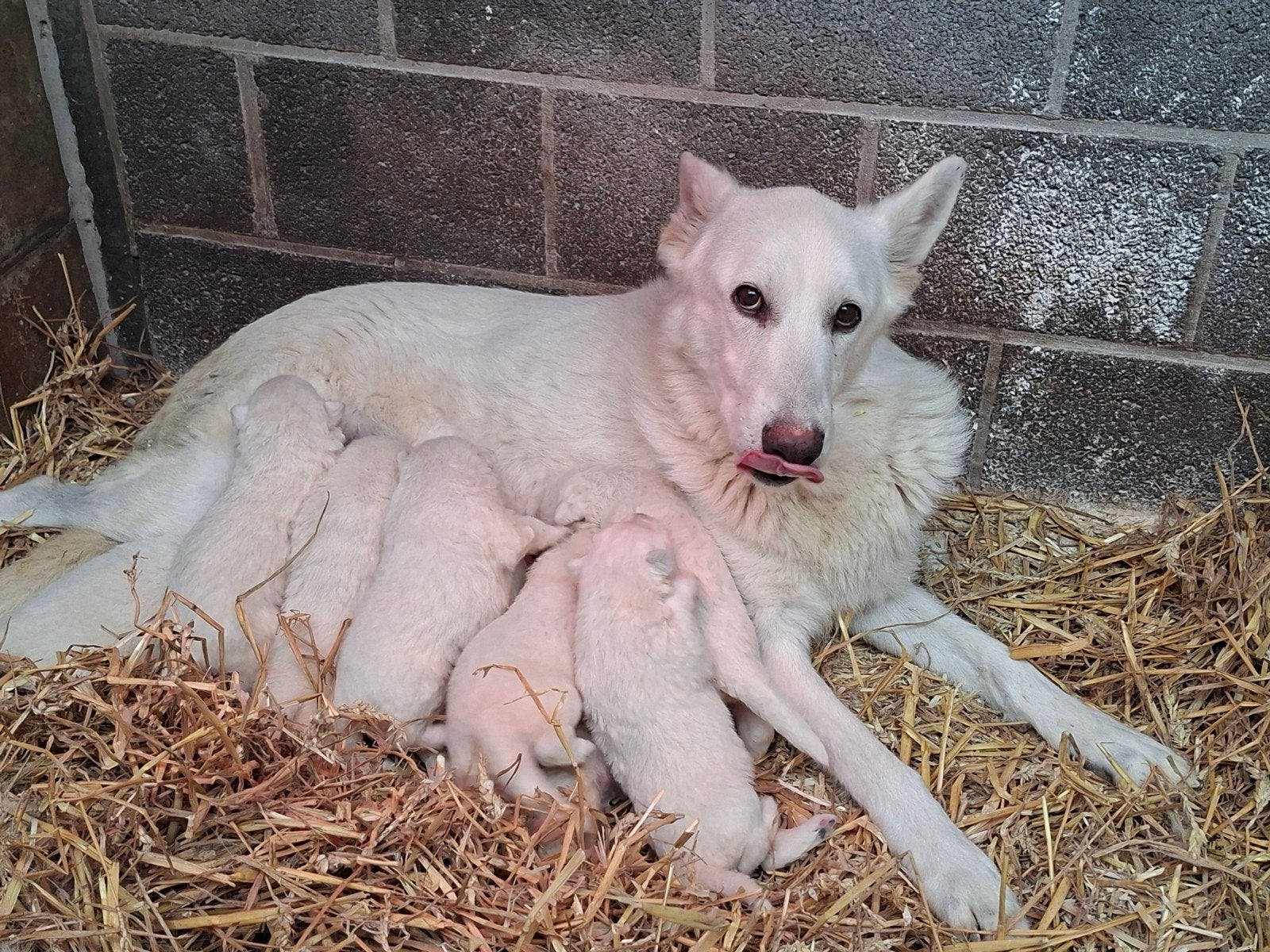 Zwitserse herder pups, Animaux & Accessoires, Chiens | Bergers & Bouviers, 8 à 15 semaines, Plusieurs, Éleveur | Loisir, Hépatite contagieuse (maladie de Rubarth)