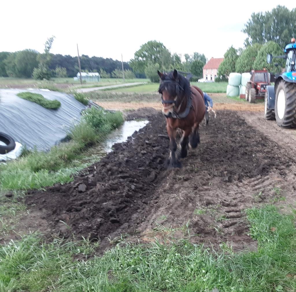 2 trekpaarden te koop