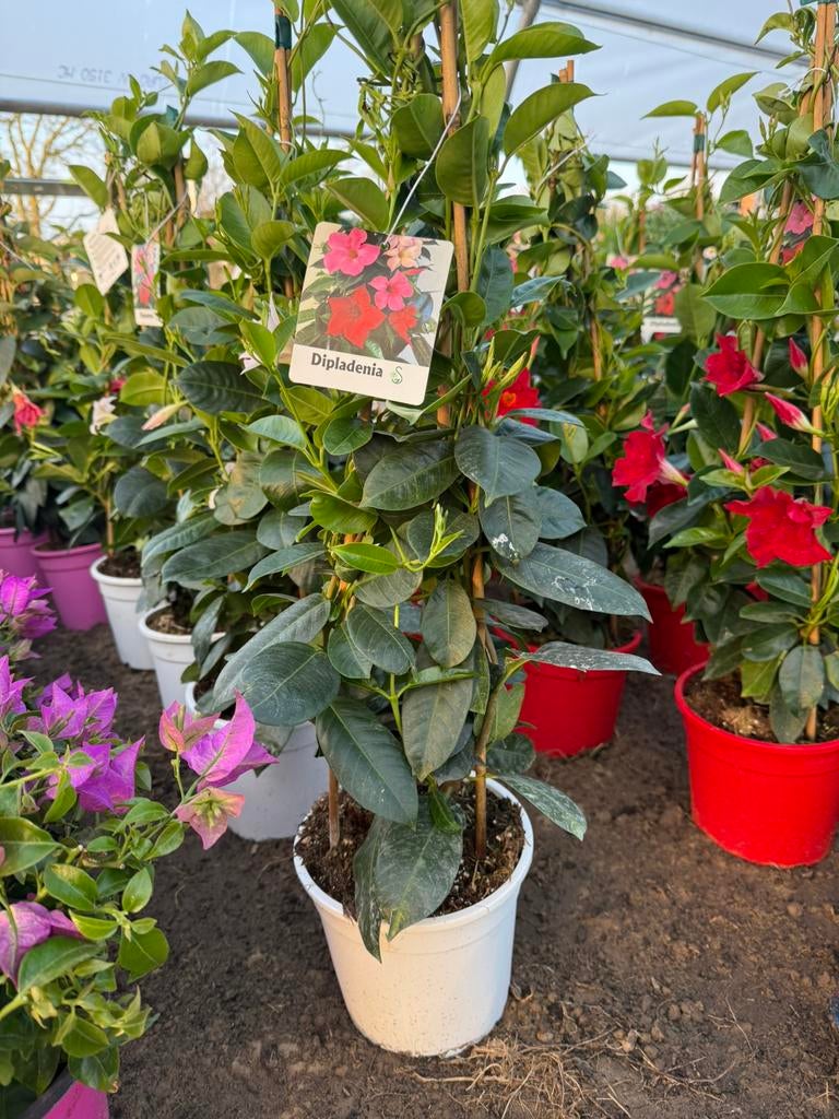 Dipladenia, Enlèvement