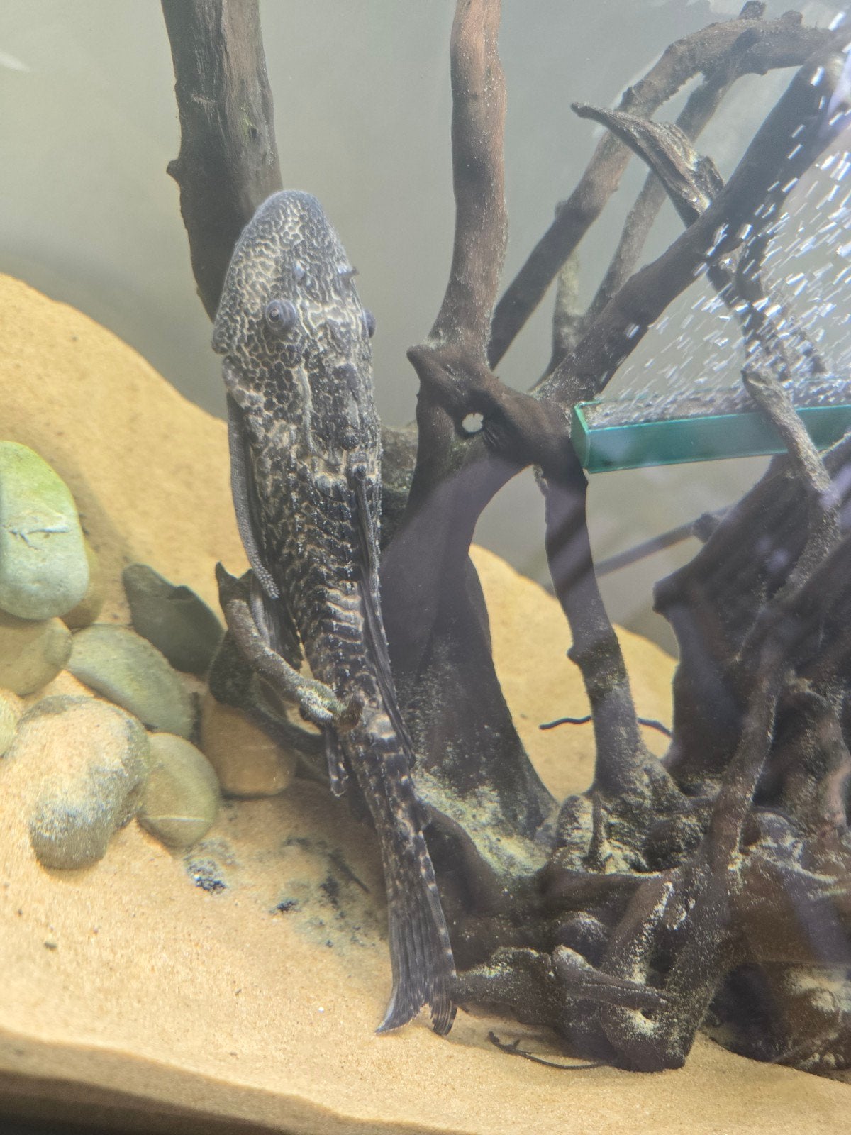 Pleco 20-30cm, Animaux & Accessoires, Reptiles & Amphibiens