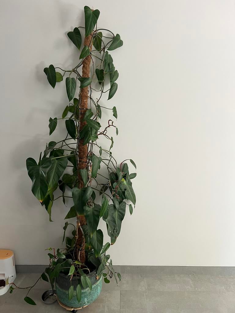 2 planten te koop, Enlèvement