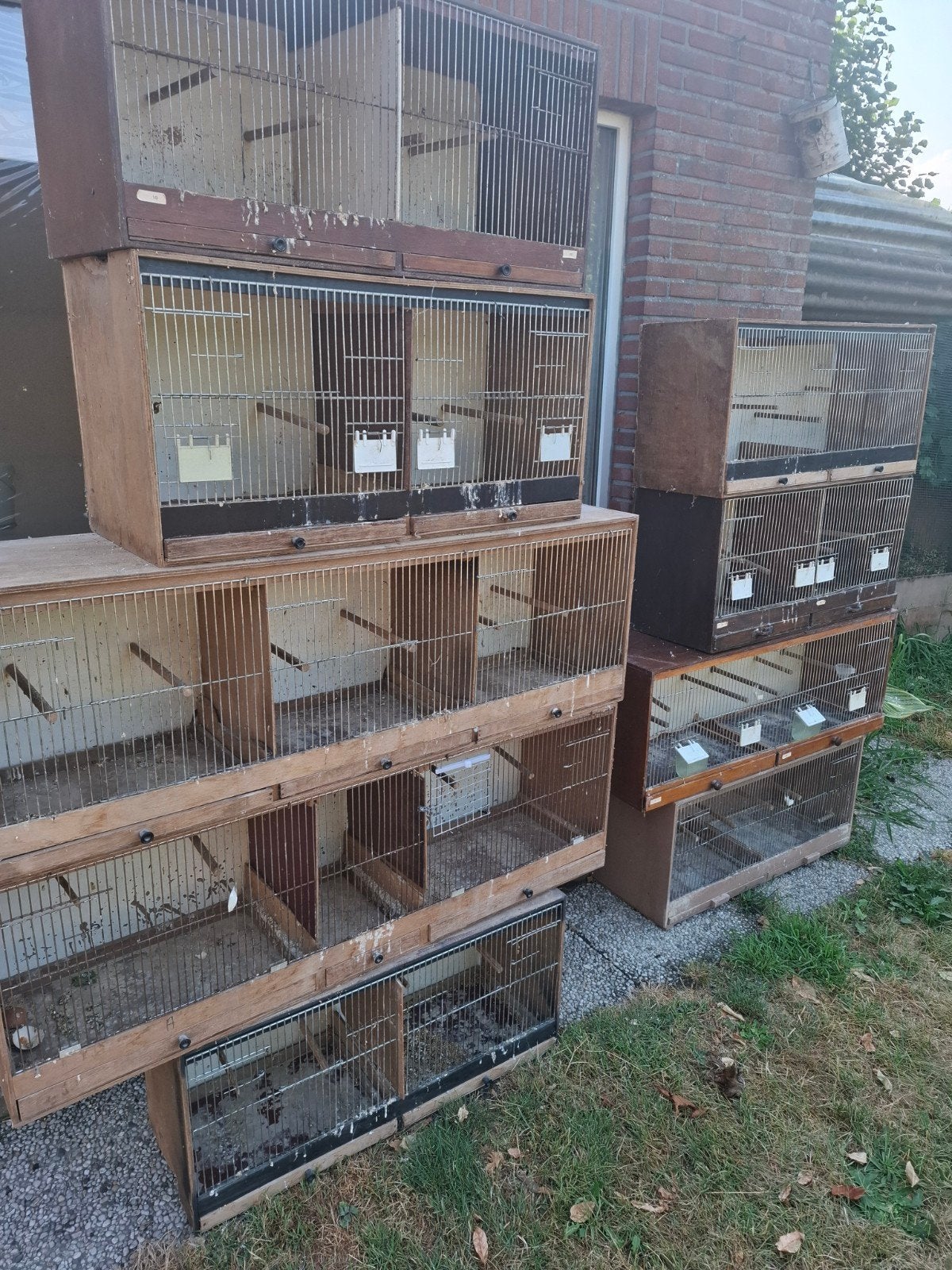 kweekkooien, Dieren en Toebehoren, Ophalen