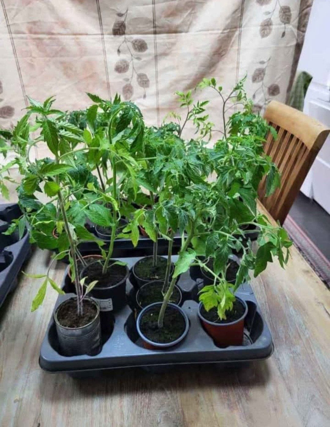 Plants de tomates biologiques de Turquie et de Russie, Enlèvement