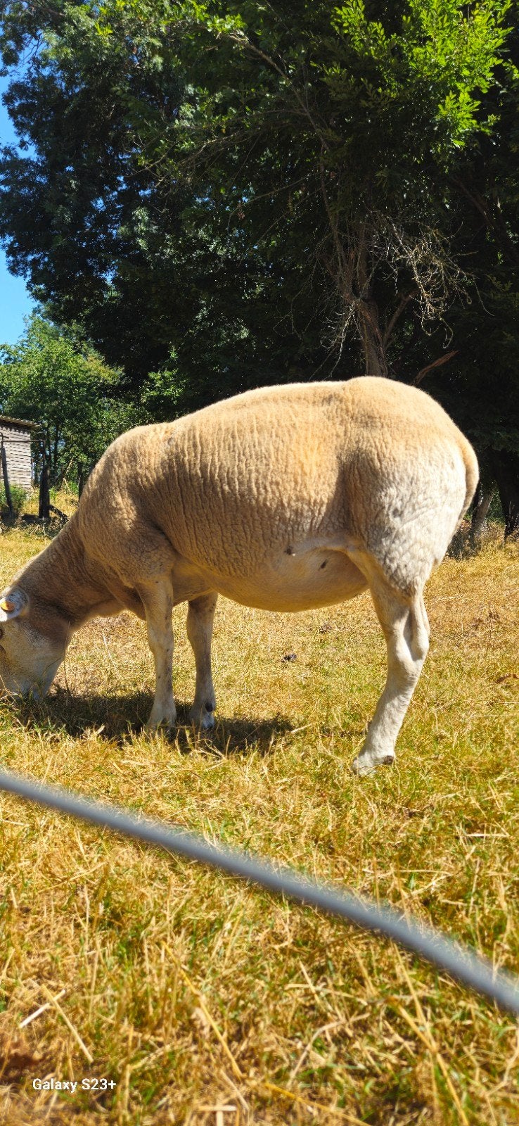 schapen, Dieren en Toebehoren, Vrouwelijk, Schaap, 0 tot 2 jaar