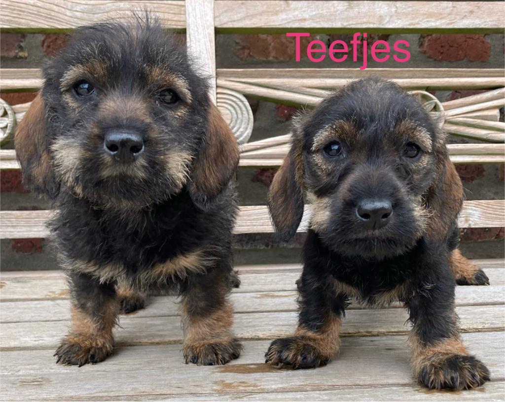Teckel ruwhaar pups, Parvo, België, 8 tot 15 weken, Dwerg