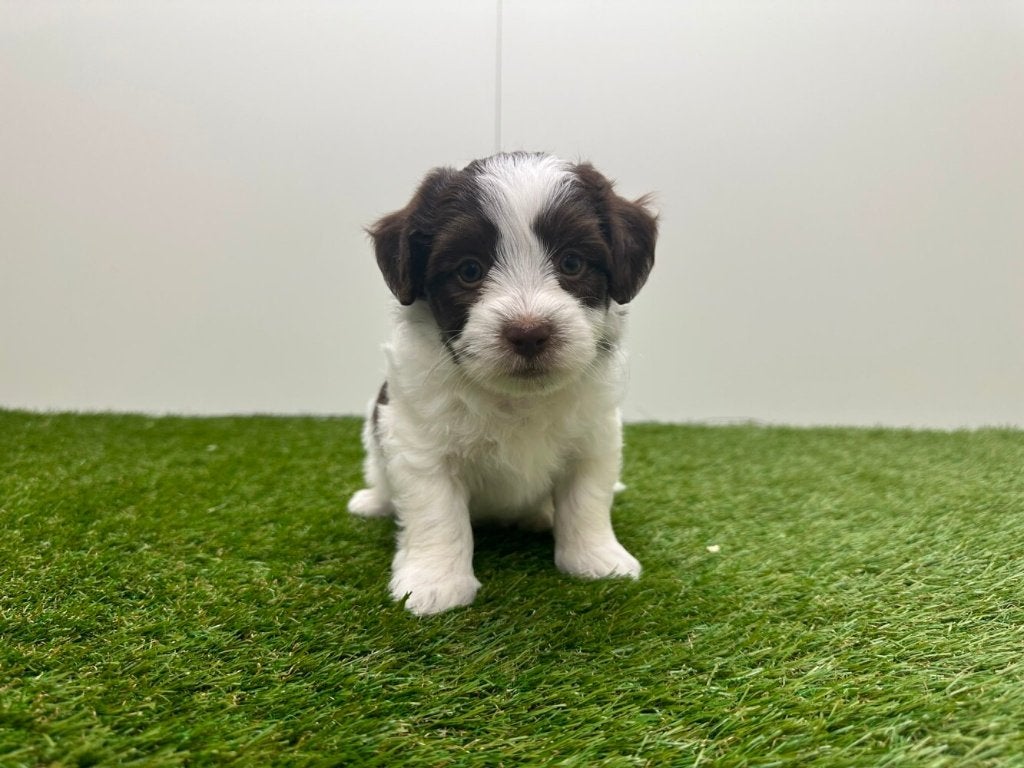 Portée de chiots Bichon Havanais, Maladie de Carré (chiens), Autres races, Plusieurs, Belgique