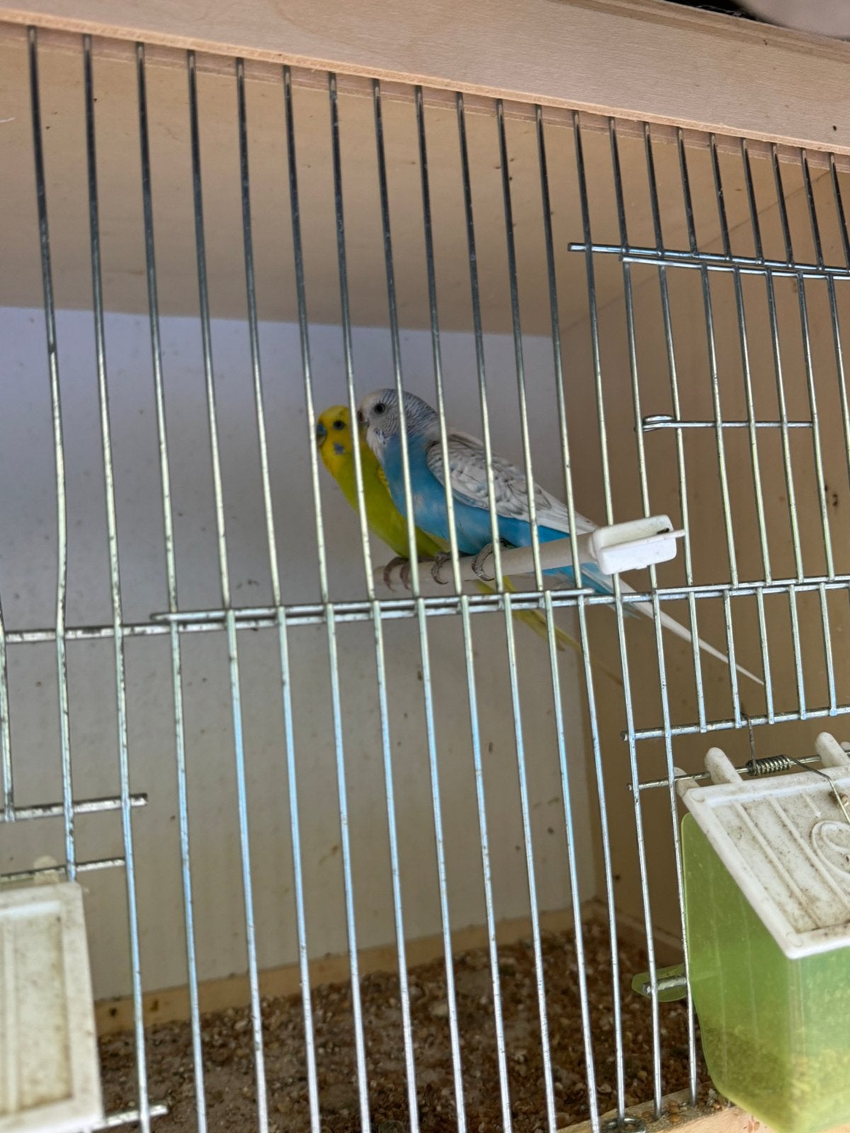 Koppels grasparkieten, Dieren en Toebehoren