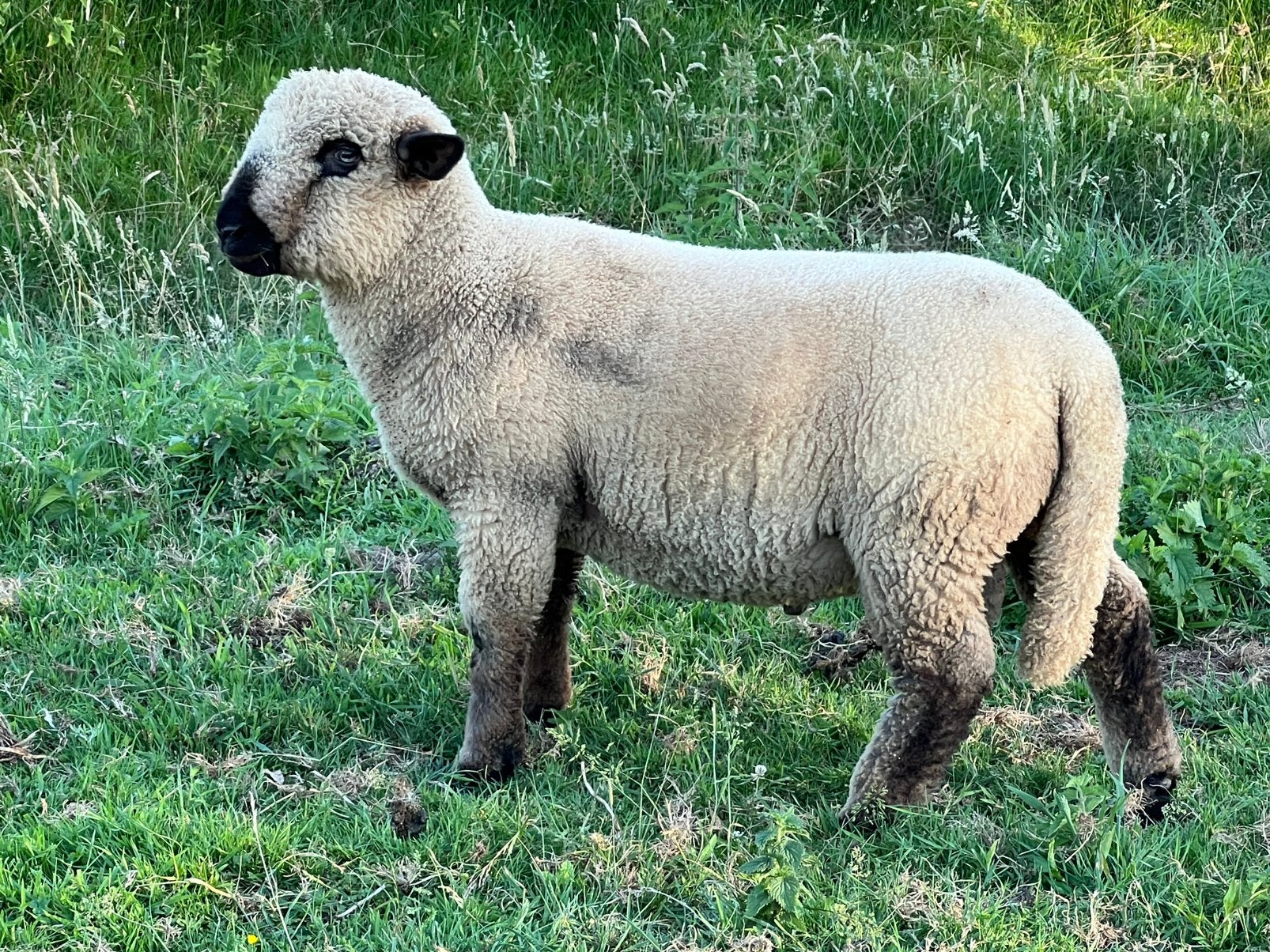 Hampshire down, Dieren en Toebehoren, Mannelijk, Schaap, 0 tot 2 jaar
