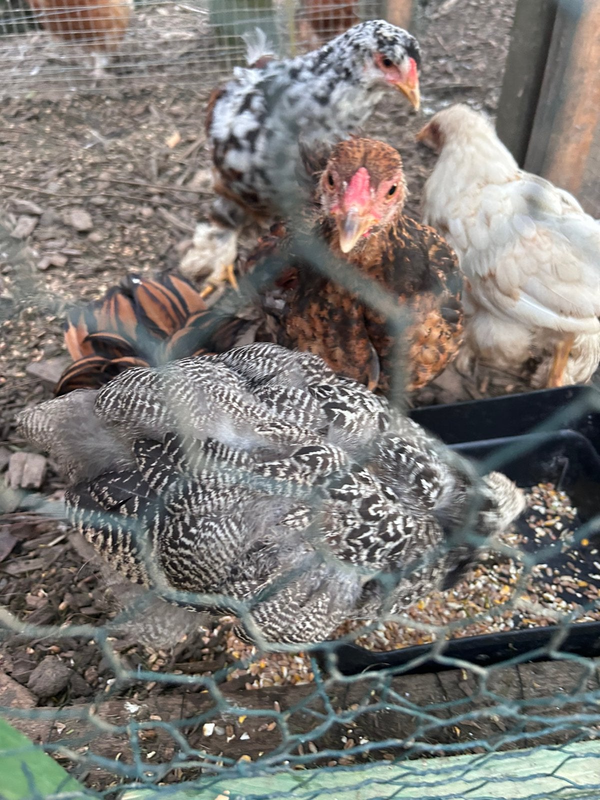 Poussins Brahma de différentes couleurs, Plusieurs animaux, Poule ou poulet