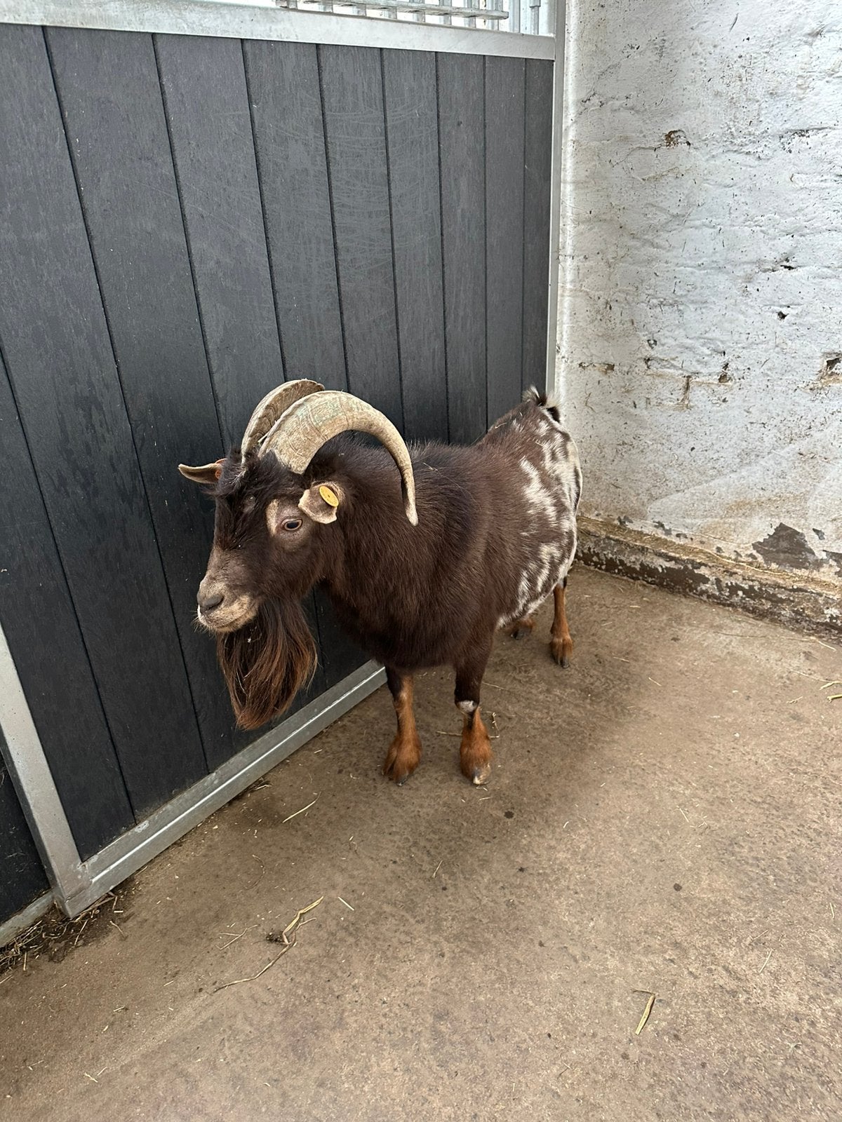 Geitenbok, Dieren en Toebehoren, Schapen, Geiten en Varkens
