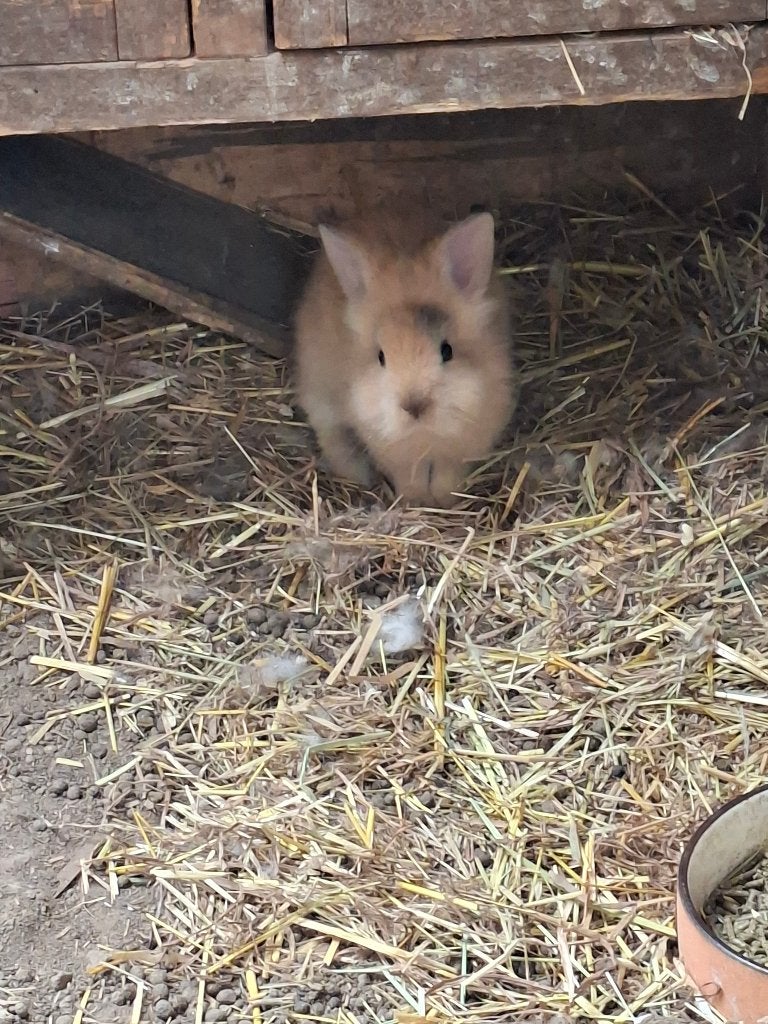 1 Teddydwerg / leeuwenkop dwergkonijntje, Dieren en Toebehoren, Konijnen, Mannelijk, Dwerg, 0 tot 2 jaar