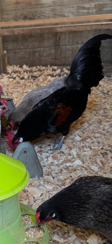Bassette haan, Animaux & Accessoires, Volatiles, Mâle, Poule ou poulet