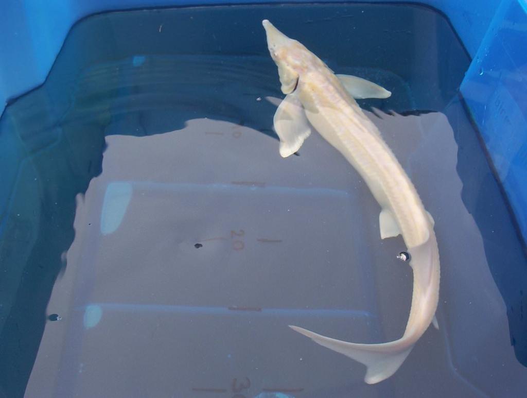 1 m + albino steur gezocht, Dieren en Toebehoren, Steur