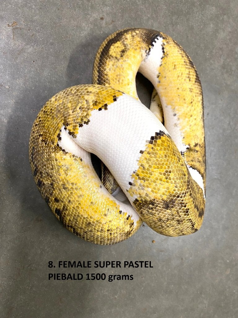 Koningspython halfwas en volwassen kweekdieren deel 1 Ball Python photo 8