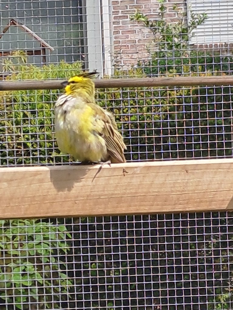 Groene kardinaal man, Dieren en Toebehoren, Vogels | Overige Vogels, Geringd