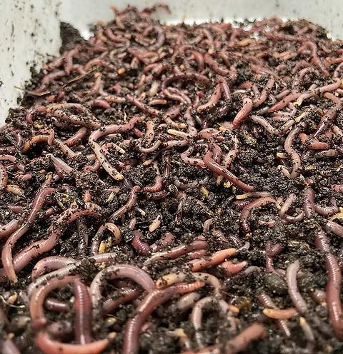 VERS DE FUMIER / COMPOST, Enlèvement, Compost