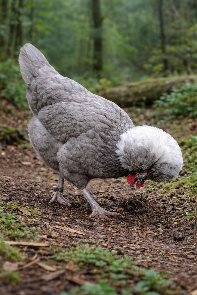 Hollandse kuifhoender krielkippen jonge hennen beschikbaar, Dieren en Toebehoren, Pluimvee, Vrouwelijk, Kip