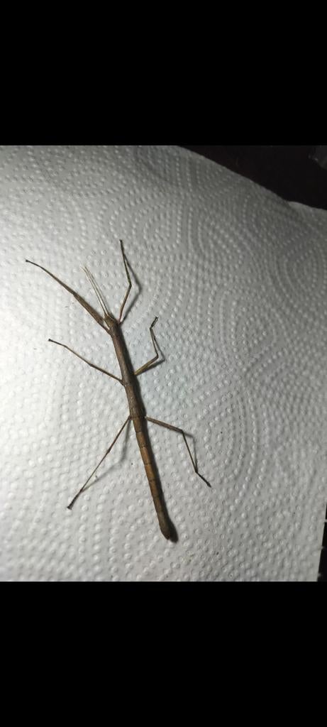 animal