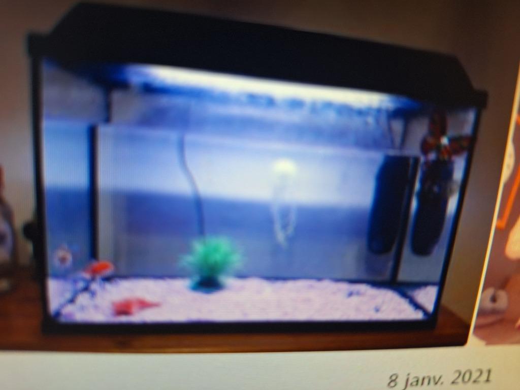 Aquarium, Enlèvement, Utilisé, Aquarium vide