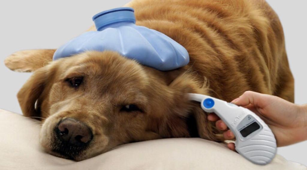 De Pet-Temp Instant Oorthermometer, Dieren en Toebehoren, Ophalen, Zo goed als nieuw