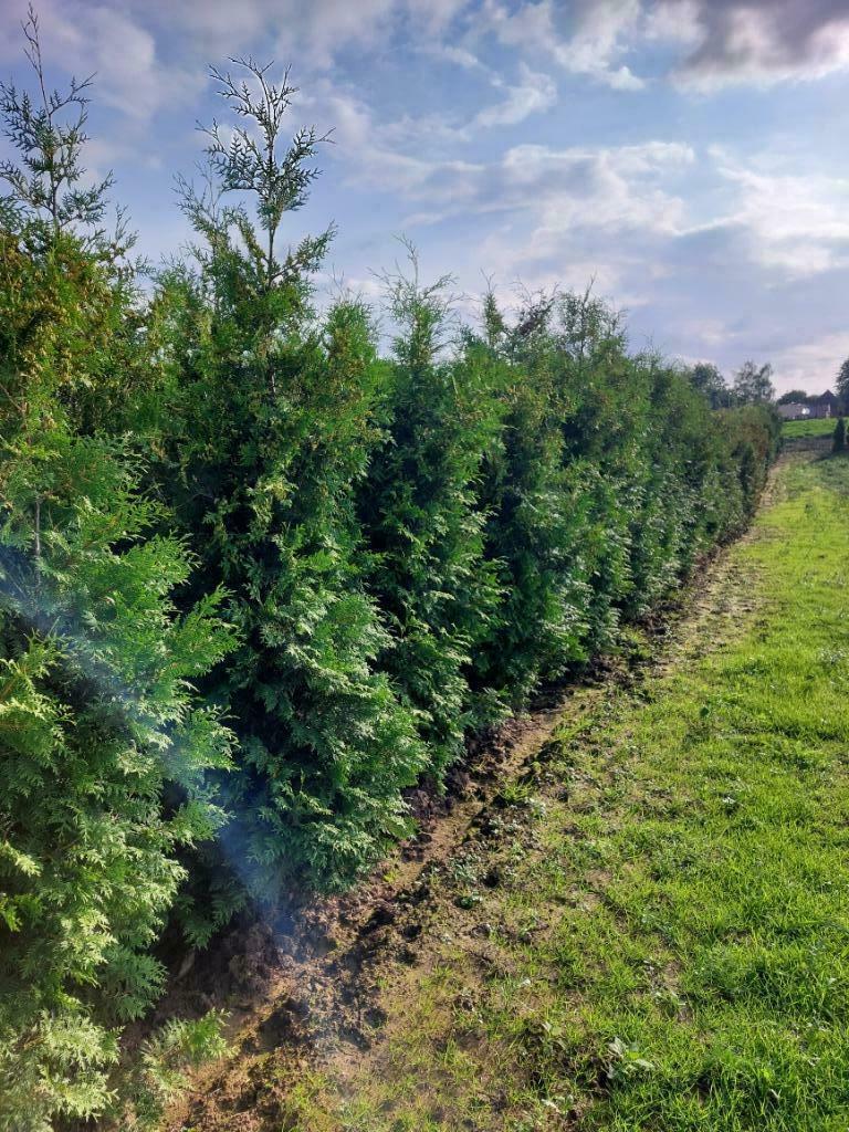 Haagspar/ coniferen: Thuja Brabant groenblijvend, Tuin en Terras, Ophalen, Conifeer, Haag, 250 cm of meer