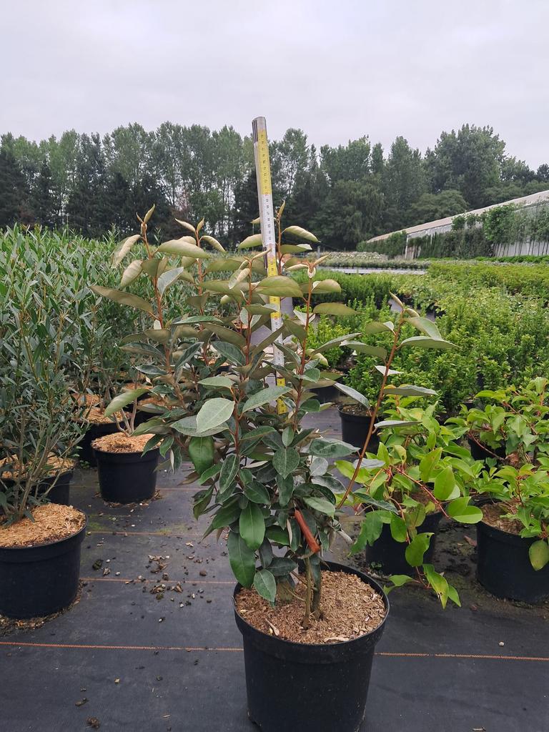 Elaeagnus ebbingei c7,5L, Tuin en Terras, Planten | Struiken en Hagen, Ophalen