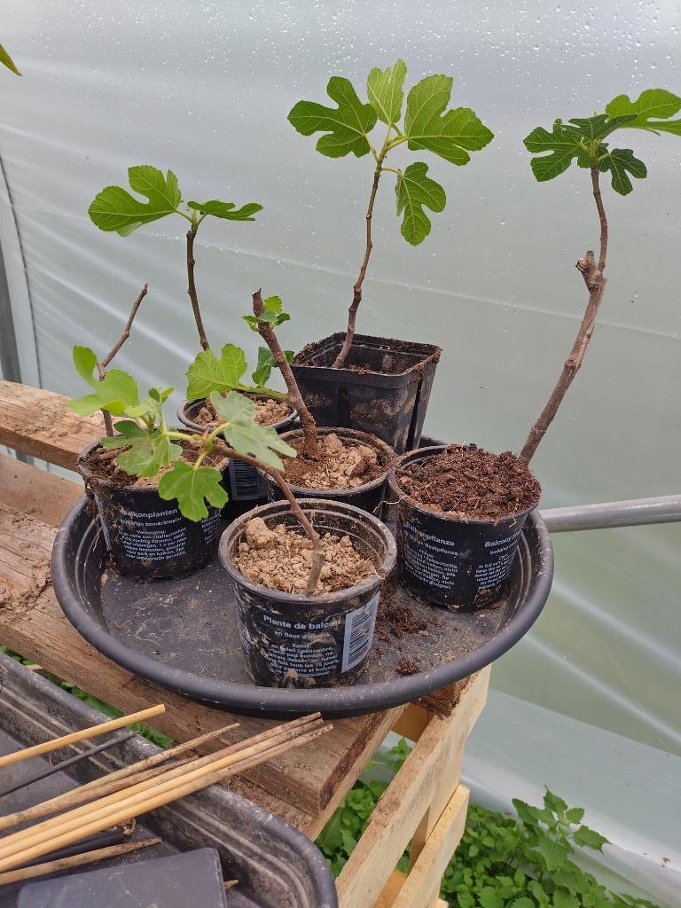 Jeunes figuiers bifere à vendre, Jardin & Terrasse, Enlèvement ou Envoi