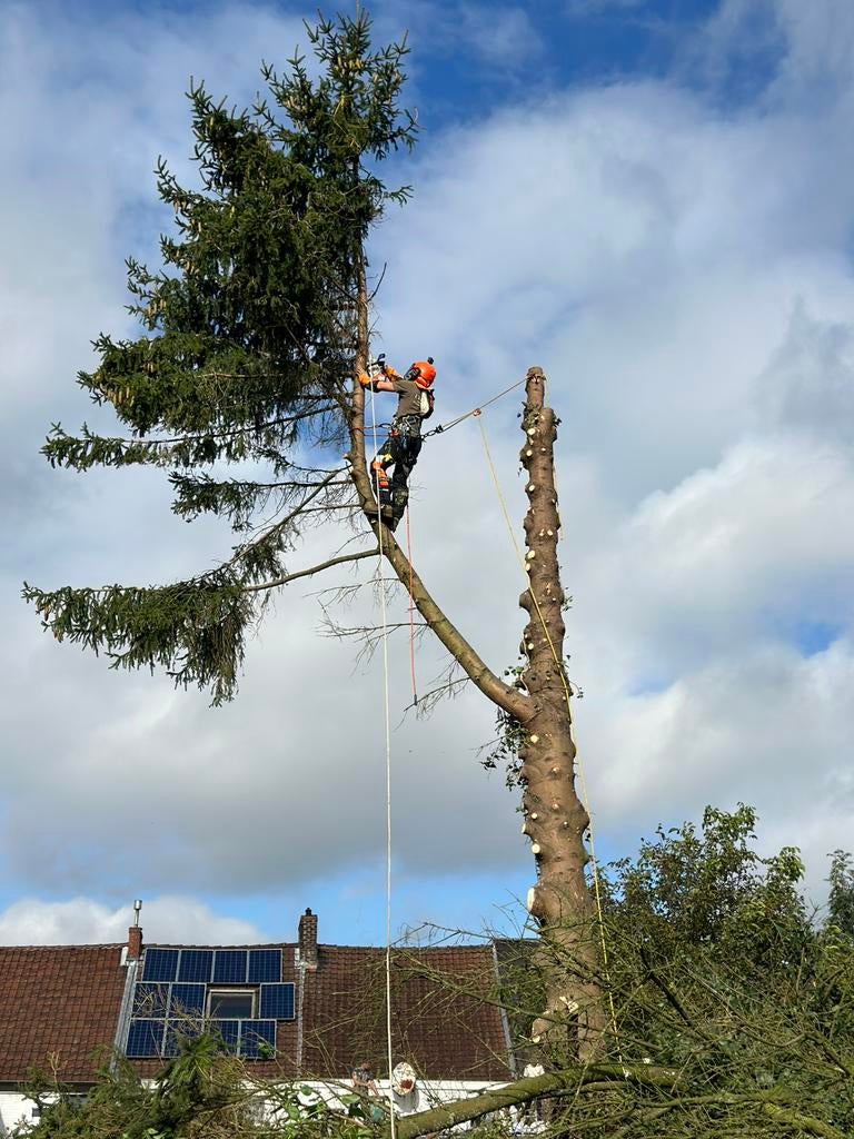 Bucheron élagage d’arbre DEVIS GRATUIT, Enlèvement