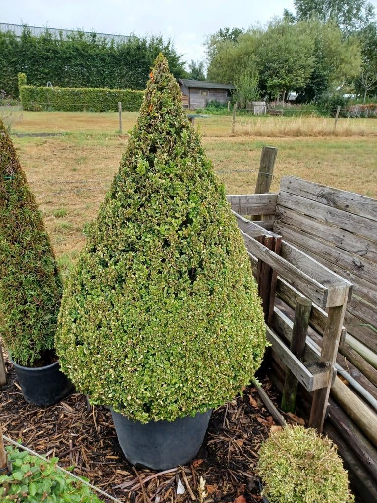 Buxus sempervirens piramide, Enlèvement, Buis
