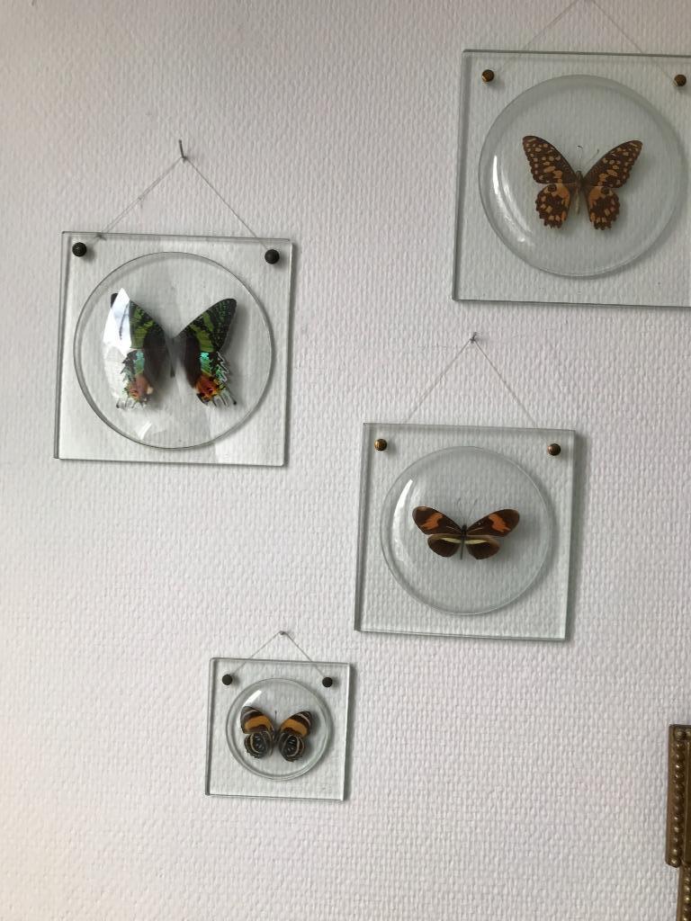 papillons sous verre, Antiquités & Art, Enlèvement