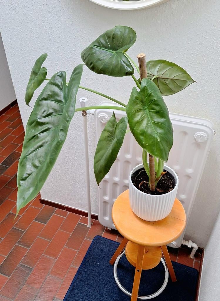 Alocasi Wentii (olifantsoor), Ophalen, Palm, Halfschaduw, Minder dan 100 cm