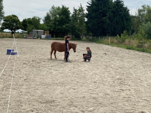 Lieve shetlander op leeftijd zoekt een verzorg(st)er., Dieren en Toebehoren