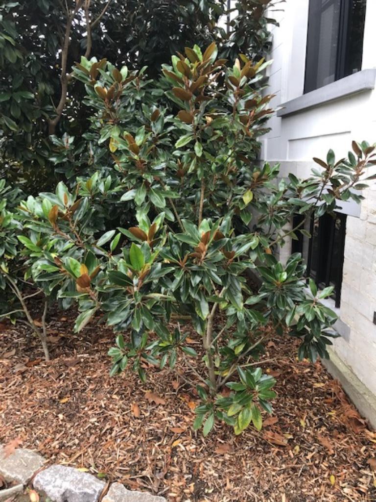 magnolia galissoniere, Ophalen, Overige soorten