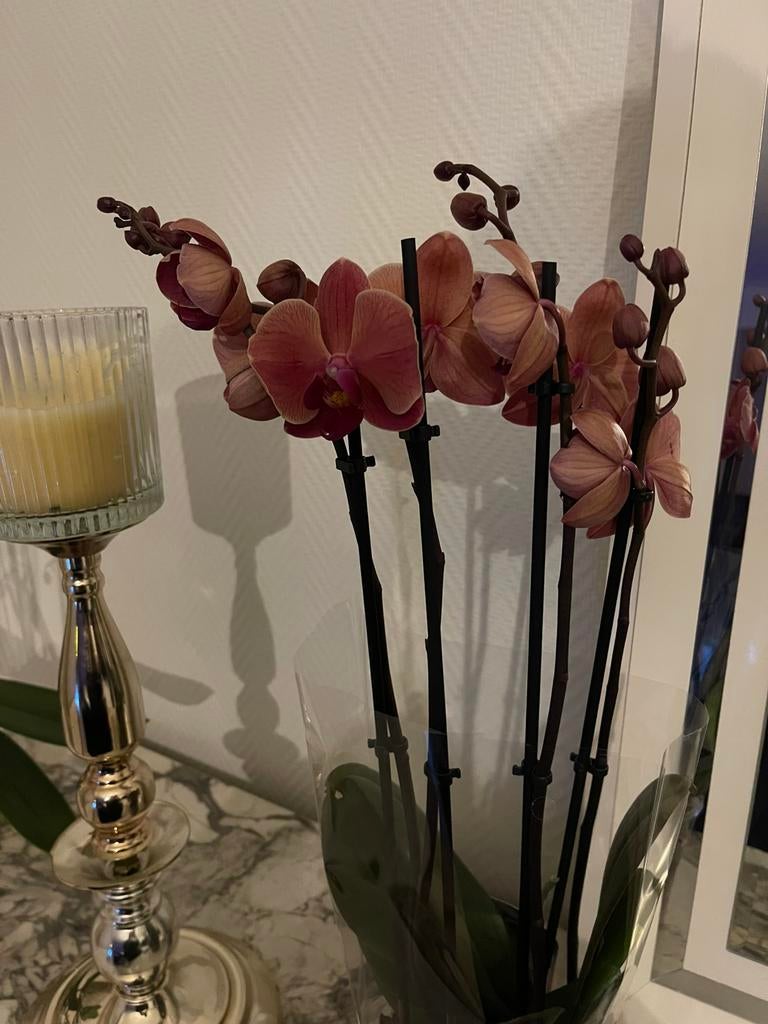Orchideeen te koop, Maison & Meubles, Plantes d'intérieur, Enlèvement ou Envoi