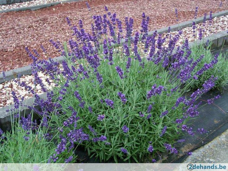 Lavendel, Ophalen of Verzenden, Vaste plant