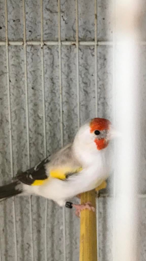 Chardonneret agathe Tête blanche, Femelle, Oiseau tropical