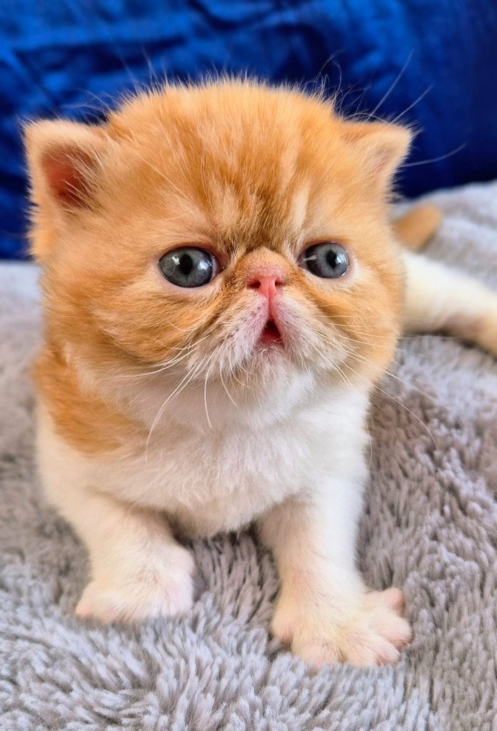 Captain Cat Ching zoekt een huisje, Chat, Avec pedigree, 0 à 2 ans
